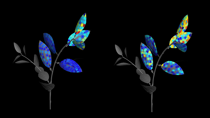 Illustration of didymin and hesperidin in infected and healthy citrus branches.