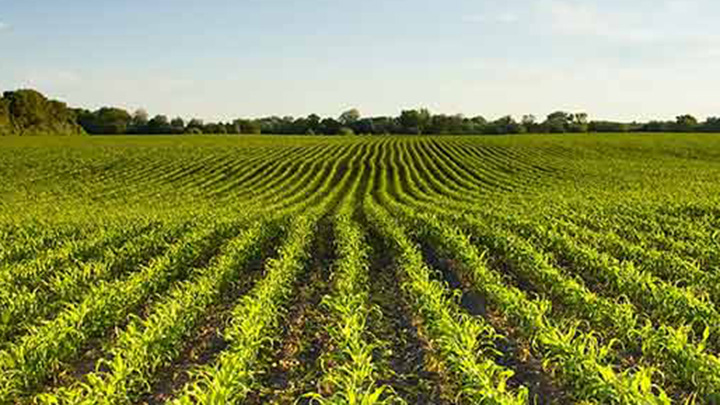 Farmland rows of green plants.