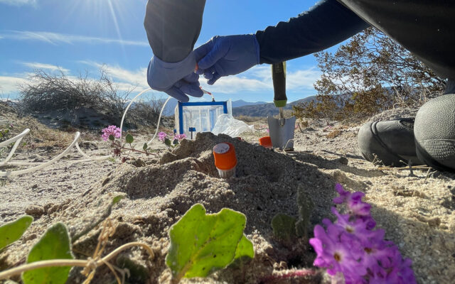 Closeup of sand, flowers, and tubes, with gloved hands at a dessert setting.