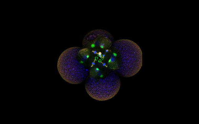 Spatial Transcriptomic Reconstruction of Spiralian Embryonic Patterning