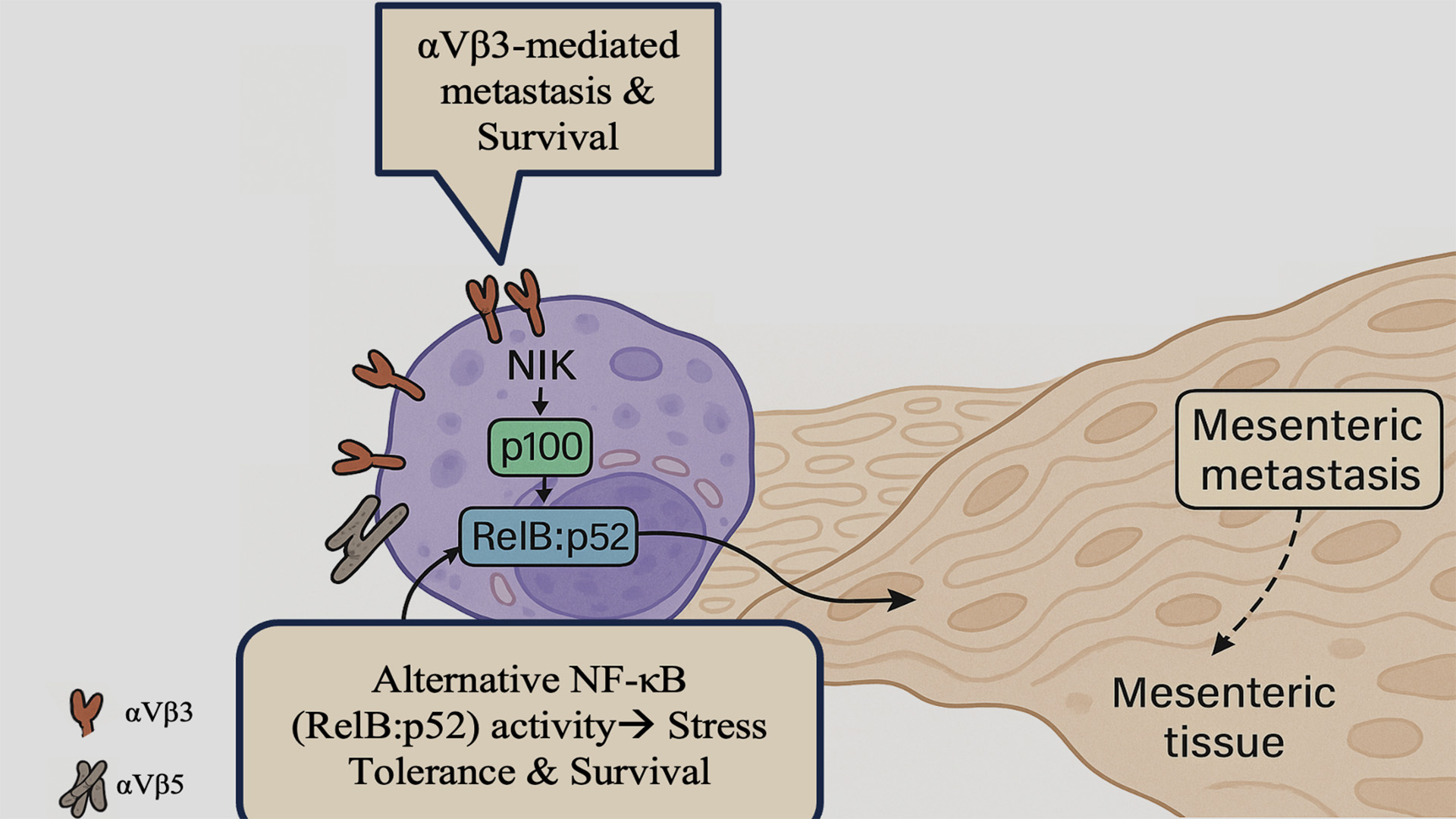 Alternative NF-κB Signaling Promotes αVβ3-Mediated Stress  Tolerance and Relapse in High-Grade Serous Ovarian Cancer