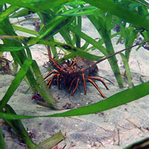 A spiny lobster hides in seagrass habitat.