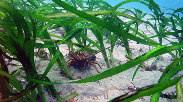 A spiny lobster hides in seagrass habitat.