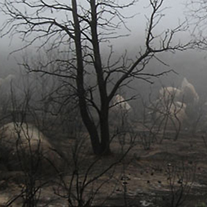 San Diego River gorge burned, bare trees and ground after the Cedar fire.