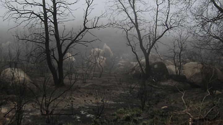 San Diego River gorge burned, bare trees and ground after the Cedar fire.