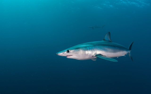 Closeup of a Great White shark swimming.