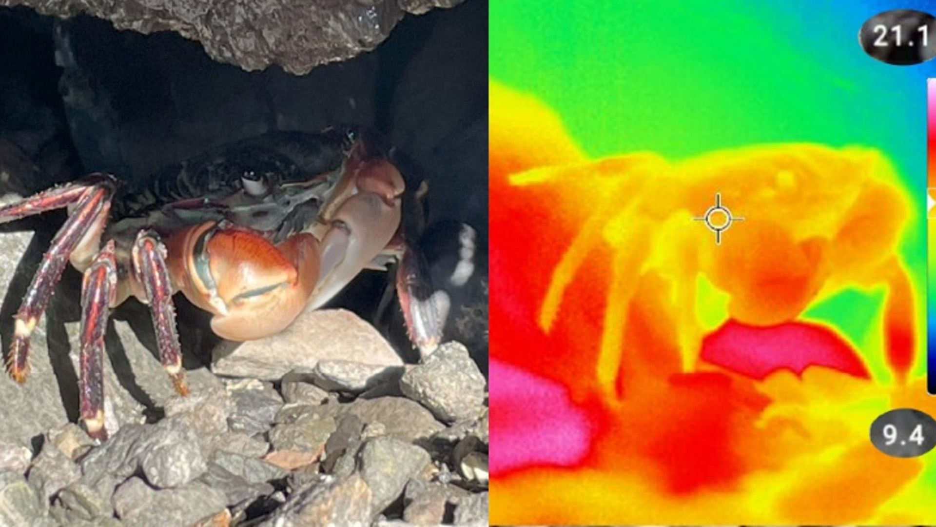 Beat the Heat: Examining Behavioral Trade-offs  in the Face of Climate Warming for Intertidal Ectotherms