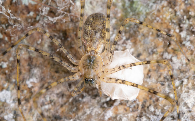 Closeup of spider on similar colored background.