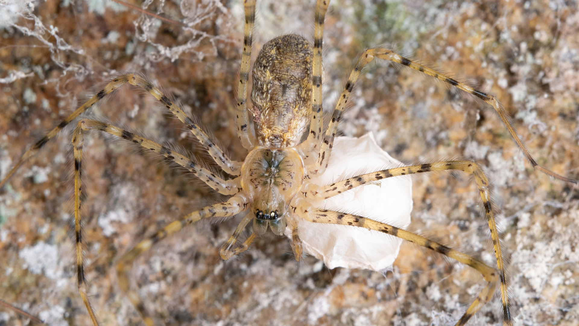 The Sequoia of Spiders