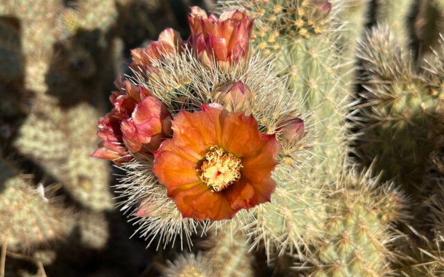 Closeup of cactus with orangish-brown flowers.