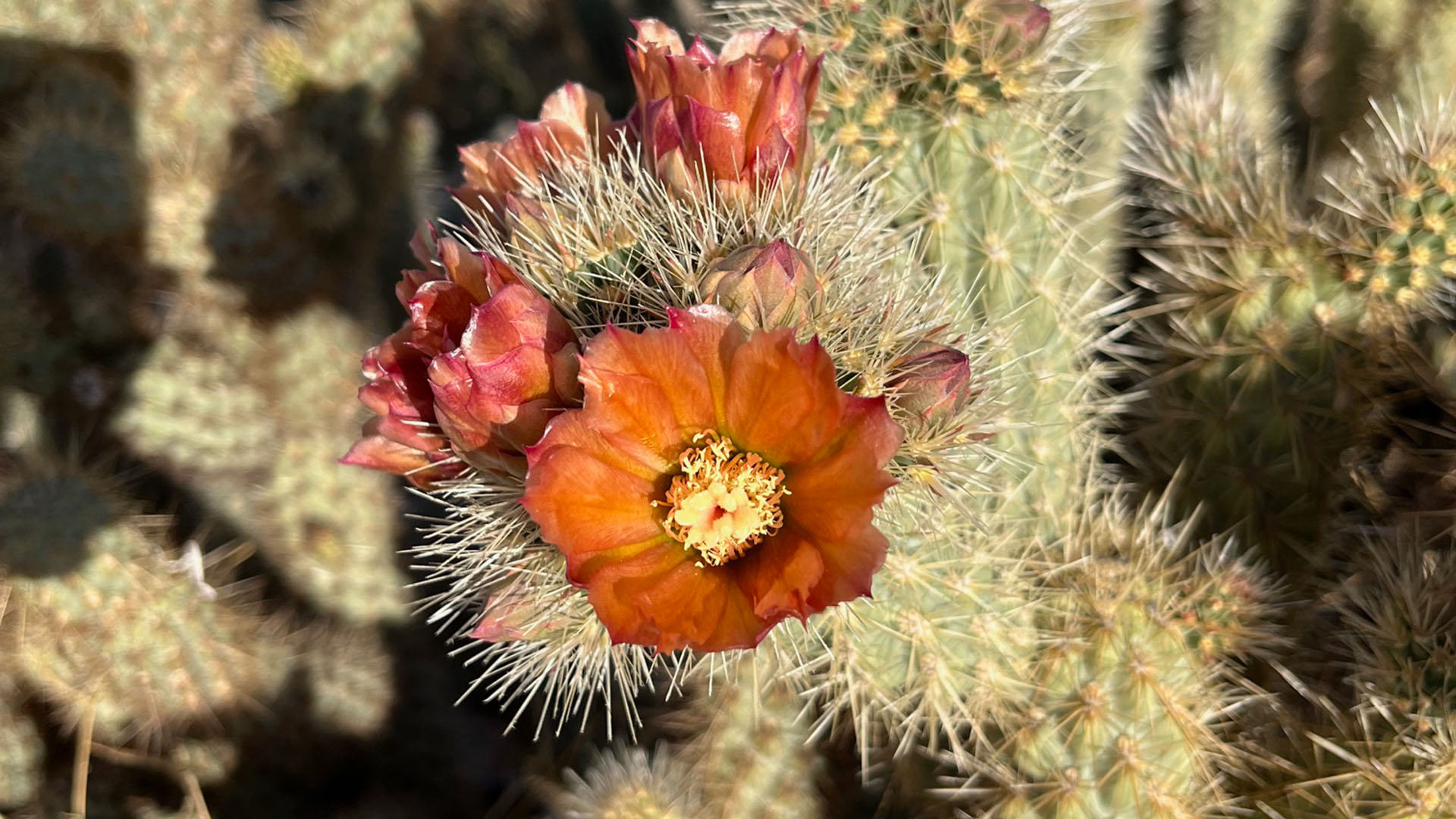 The Study of Sexual Systems and Consequences in the Genus Cylindropuntia