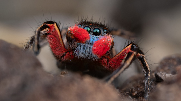 Paradise Jumping Spider.