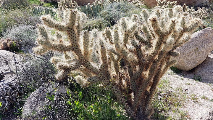 Desert cactus.