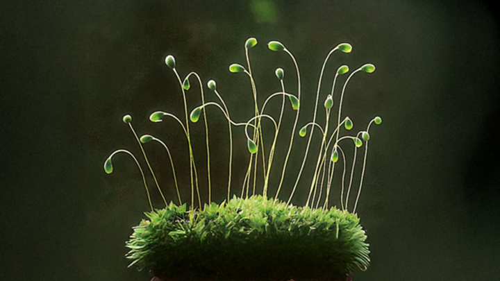 Bryum dichotomum sprouts on moss.