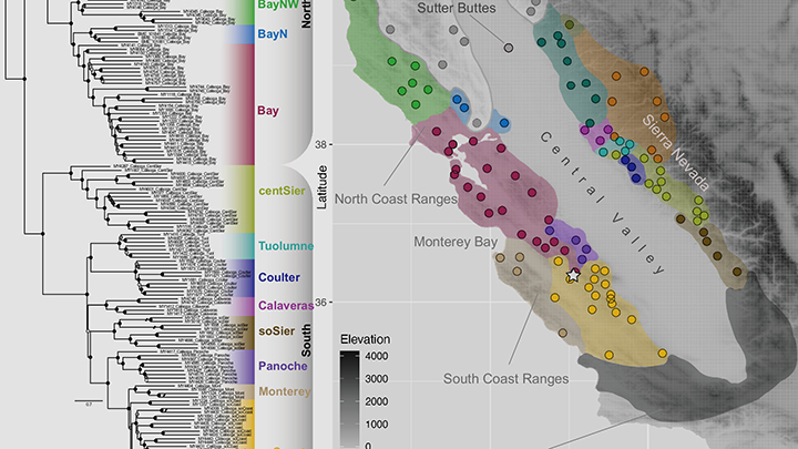 Calisoga phylogeographic structure.ASTRAL tree showing relationships of primary phylogenomic lineages. Node circles denote local posterior probability support, colored in grayscale with values.