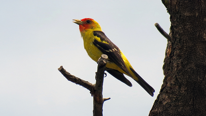 Western Tanager. Bright yellow bird with red head on pirch in tree.