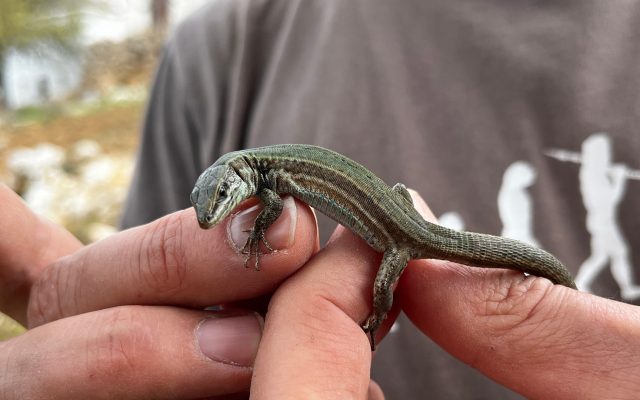 Cute Greek Gecko resting on fingers.