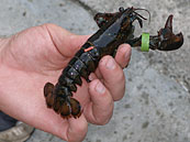 bannerpix/banded-lobster.jpg