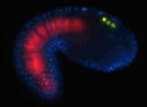 Transgenic Ciona embryo