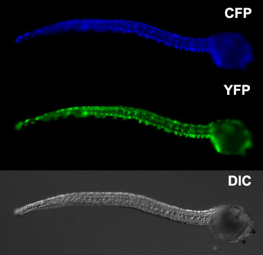 Ciona operon