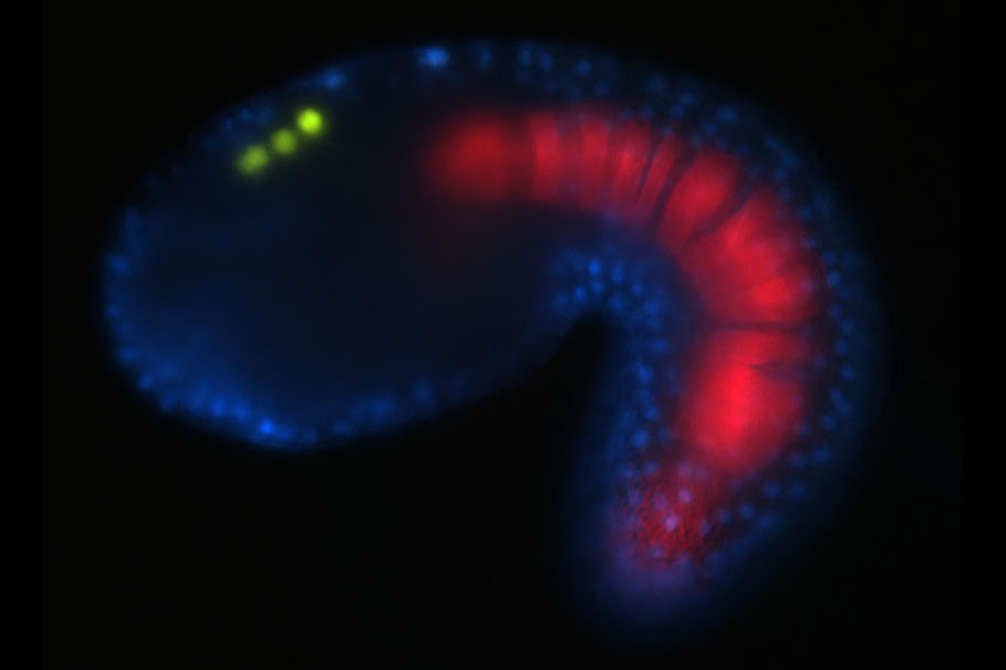 Triple transgenic ascidian embryo