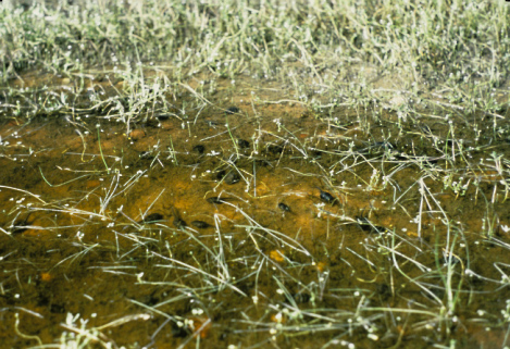 Tadpoles