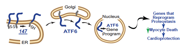 atf6 activation