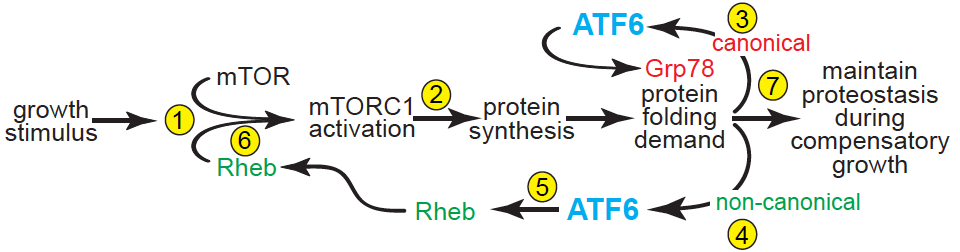 atf6 and cardiac growth