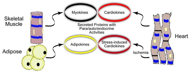 cardiokine