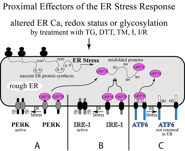 erstress