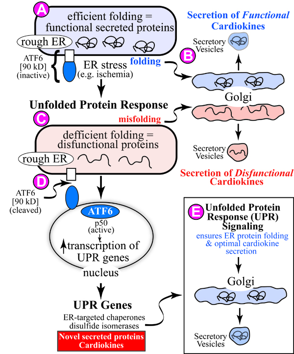 proteins