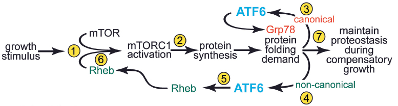 ATF6 protein in the aged mouse heart provides remarkable protection against heart disease