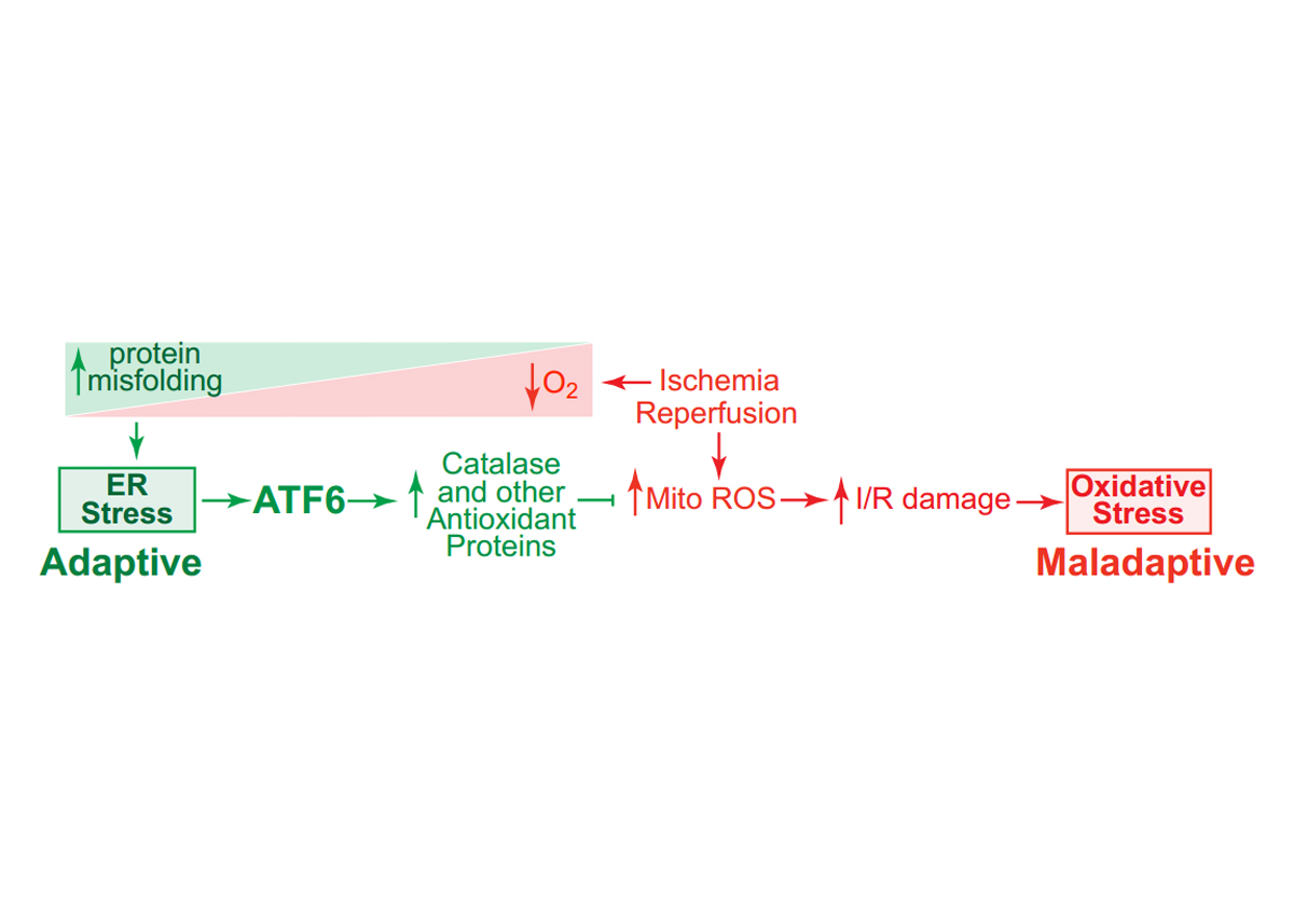 ATF6 as a regulator of a novel antioxidant gene