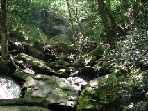 near Grandfather Mtn