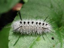 caterpiller