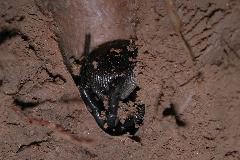 Cyclocosmia