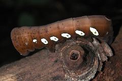 caterpiller