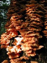 fungus