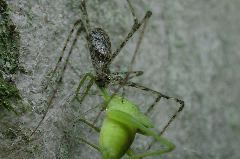 Hypochilus thorelli w/ katydid