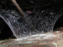 Hypochilus web