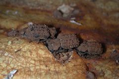 fungus beetles