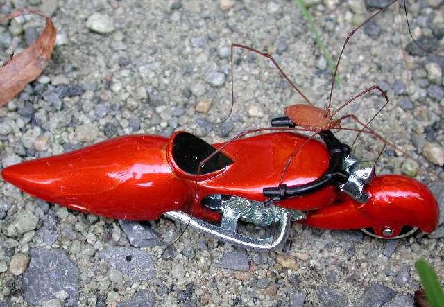 evil opilionid