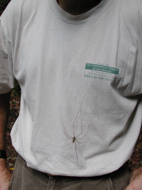 large male Hypochilus