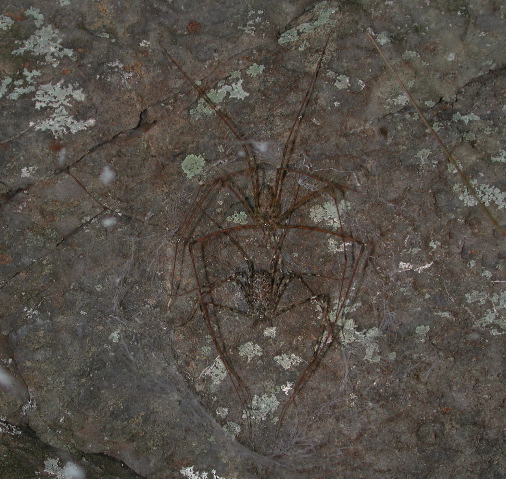 post-copulatory mate guarding in Hypochilus