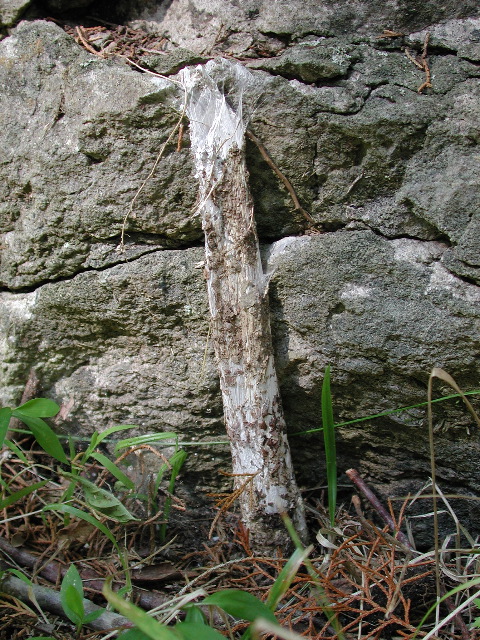 Sphodros tube