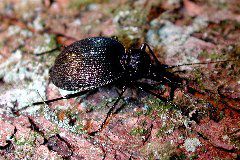 Scaphinotus guyoti