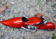 evil opilionid
