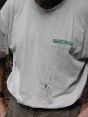 large male Hypochilus