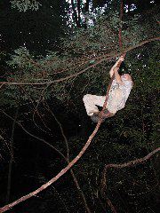 climbing lianas