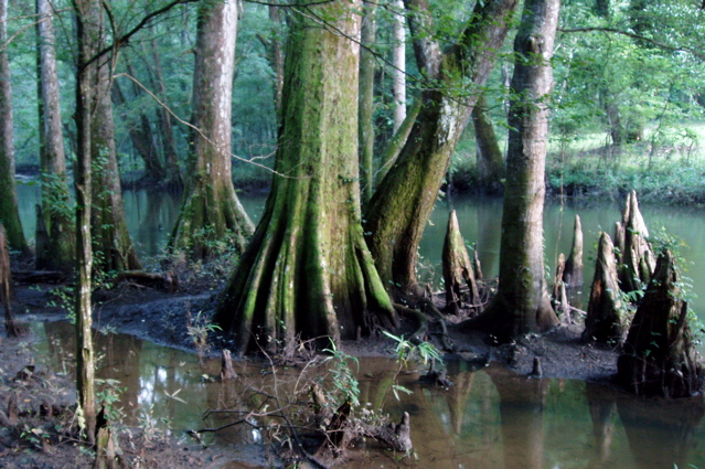 florida caverns sp